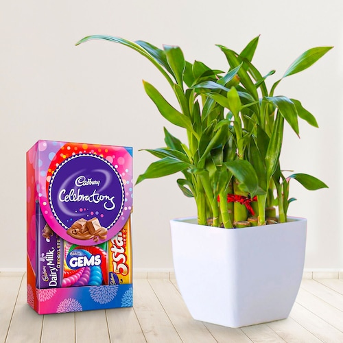 58321_Lucky Bamboo With Small Cadbury Pack