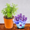 Buy Jade Plant With Celebrations Bouquet