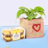 Buy Cute Money Plant With Ferrero Rocher