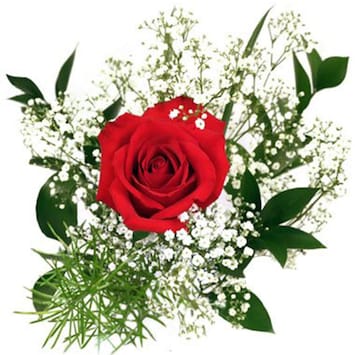 Single Romantic Red Rose