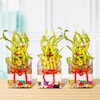 Buy 2 Layer Lucky Bamboo Plants For Mom