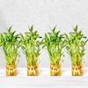 Buy Gold King 3 Layer Bamboo Plant For Papa