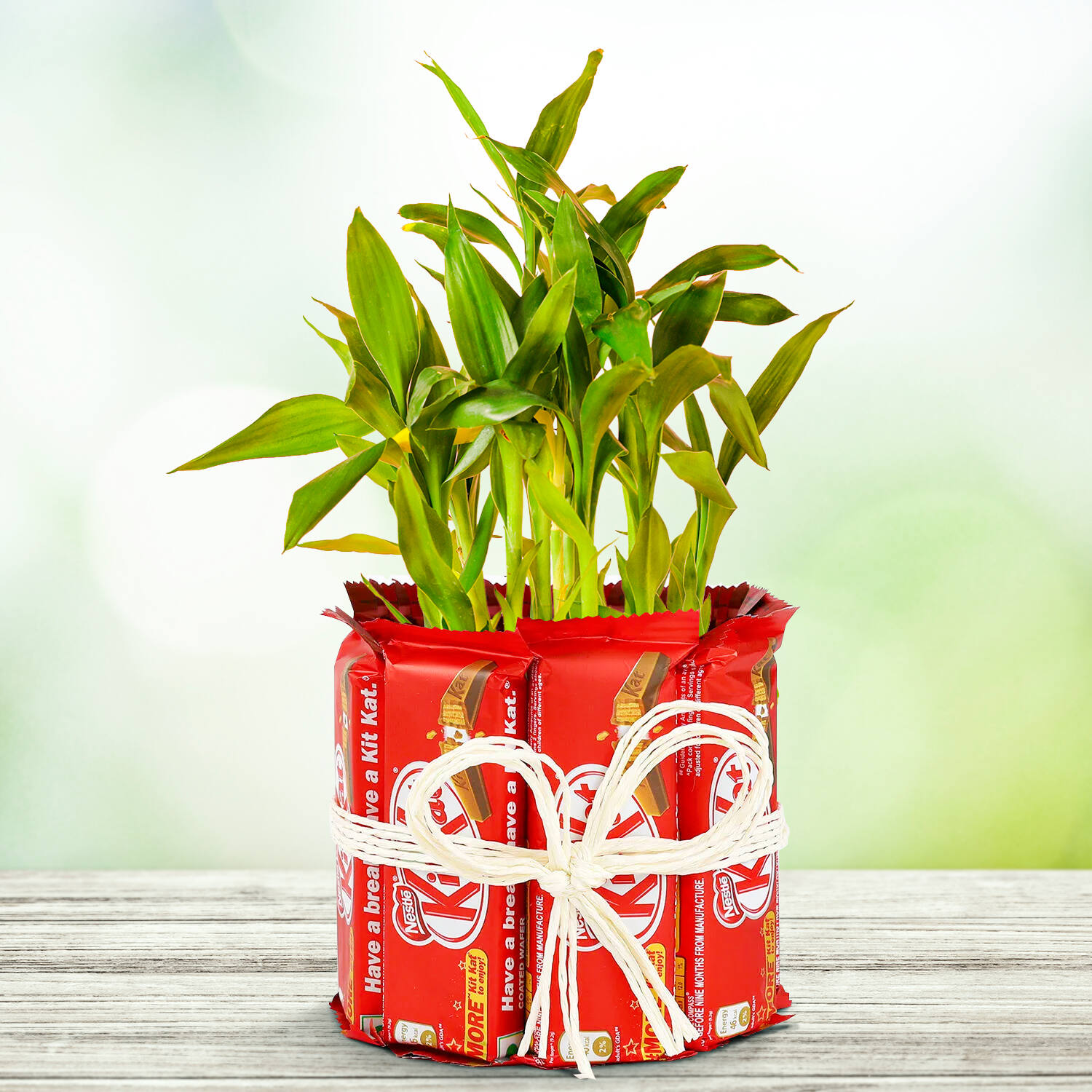 Buy 2 Layer Lucky Bamboo  Corporate Gift set of 30 online from  Nurserylive at lowest price