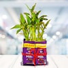 Buy Exquisite 2 Layer Bamboo with Chocolates
