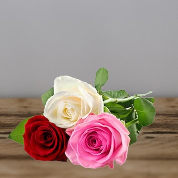 Sunshine Mix Roses