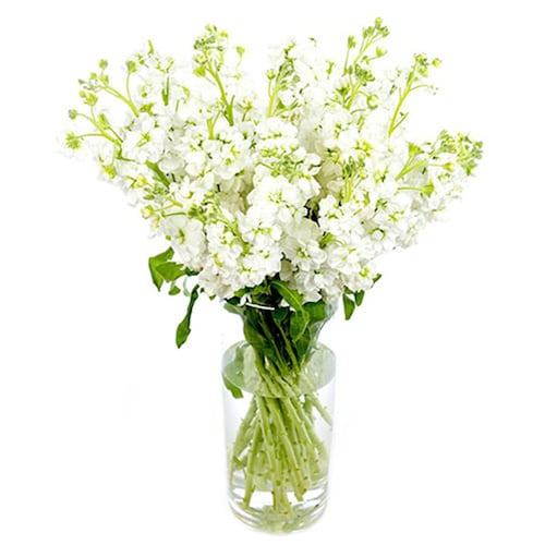 Buy Stunning White 10 Flower Stems