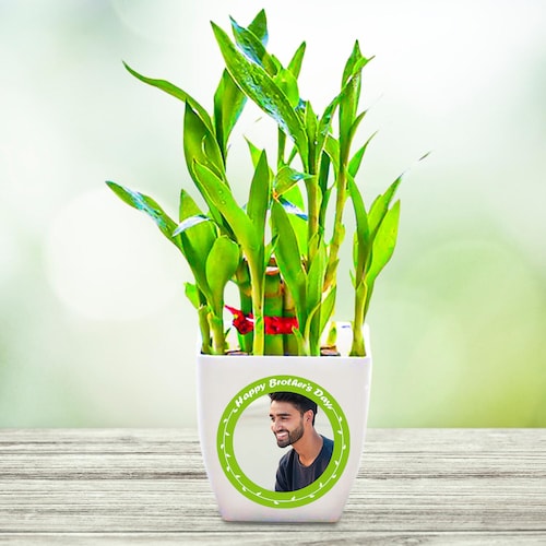 Buy Personlized Bamboo Plant For Bro