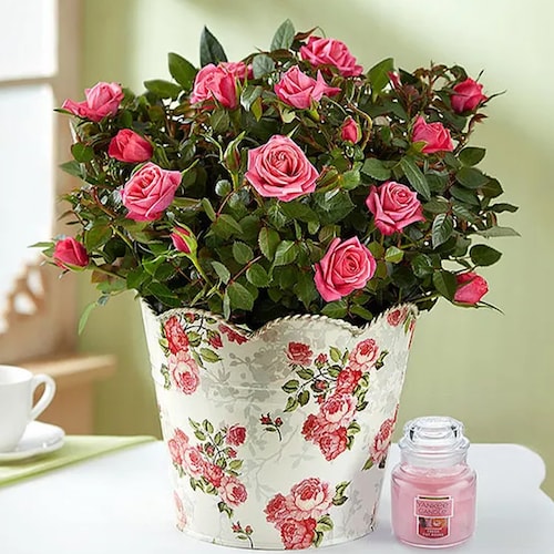 Buy Elegant Budding Rose