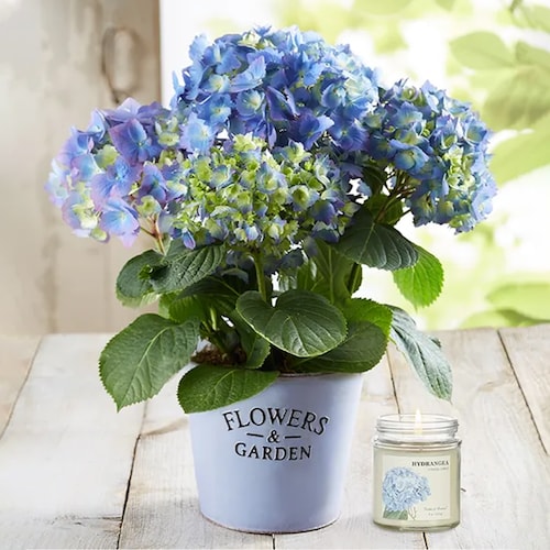Buy Blue Garden Hydrangea