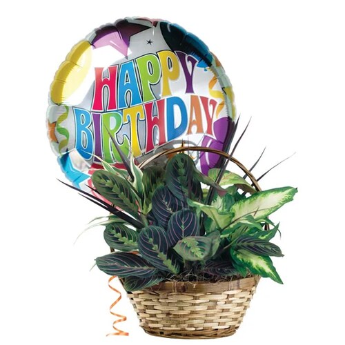 Buy Birthday Dish Garden Planter