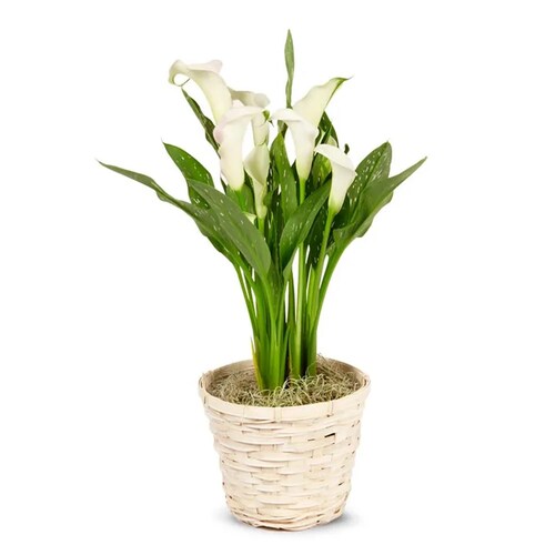 Buy White Calla Lily Potted Plant