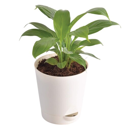 Buy Beautiful Peace Lily Plant