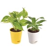 Buy Peace Lily With Money Plants