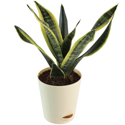 Snake Skin Sansevieria Plant