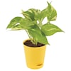 Buy Money Plant In Yellow Vase