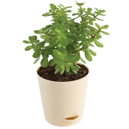 Buy Jade Plant Terrarium In White Vase