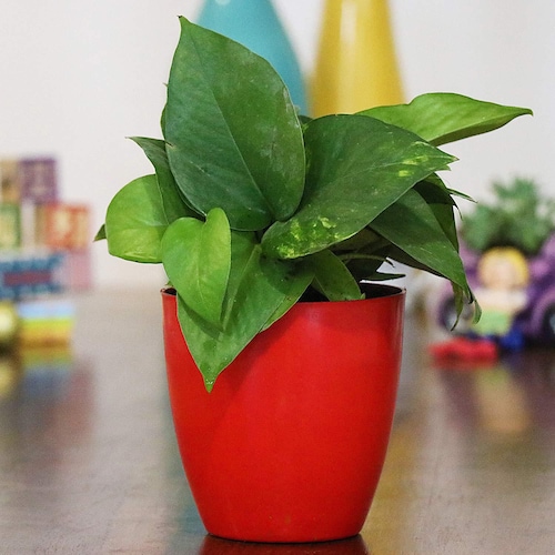 Buy Green Money Plant In Red Pot