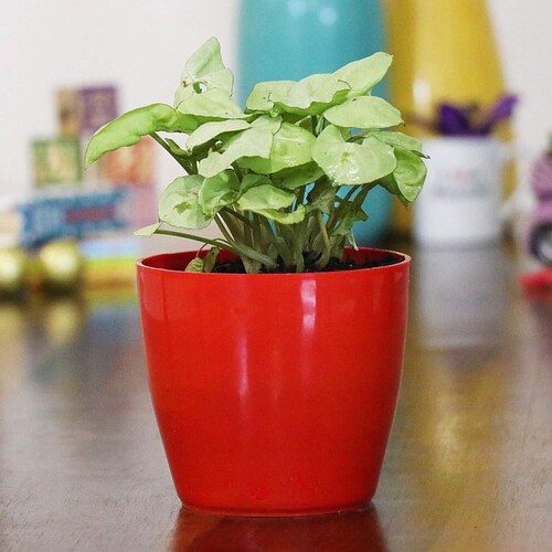 Buy Syngonium Plant In Red Pot