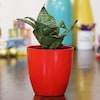 Buy Sanseveria Plant In Red Pot
