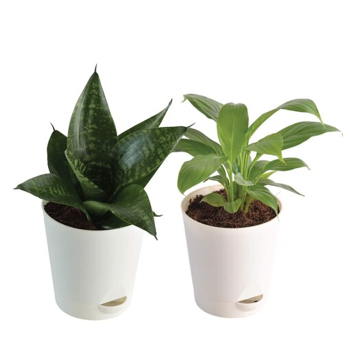 Buy Sanseveria and  Peace Lily Plant In White Pot