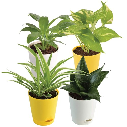 Buy Perfect Green Plant Combo