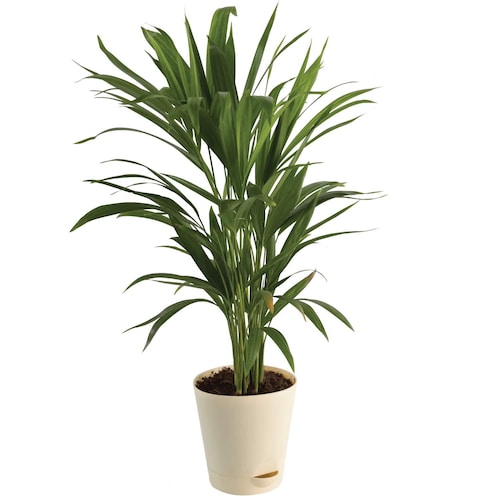 Buy Areca Palm In White Pot