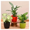 Buy Indoor Plants For Home With Pot