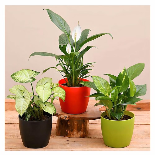 Buy Indoor Plants For Home With Pot