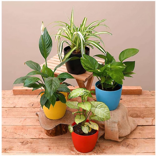 Buy Beautiful Indoor Plants For Home With Pot