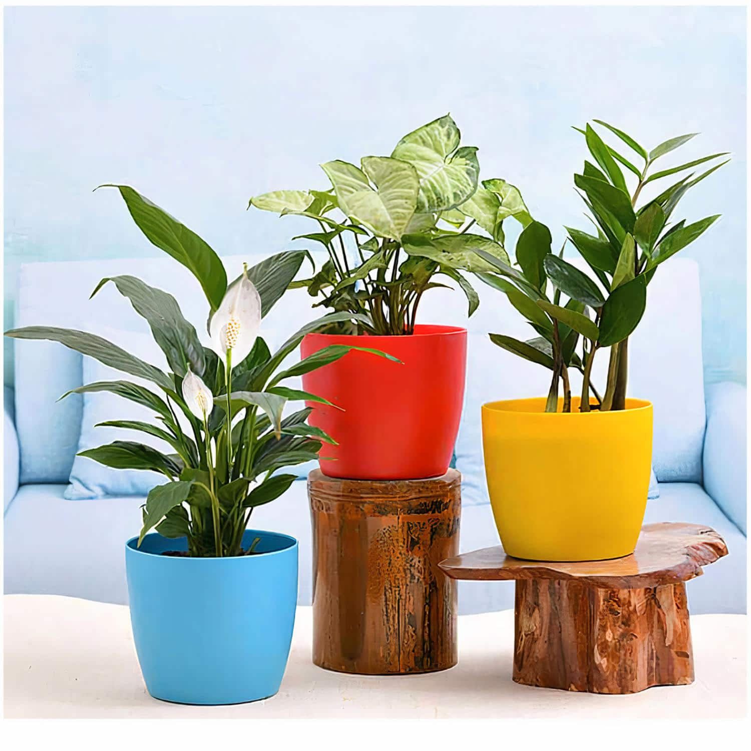 buy indoor plants