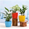 Buy Natural Combo Of Live Indoor Plants For Home