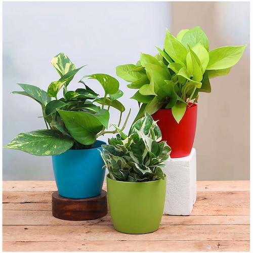 Buy Good Luck Indoor Plants For Home With Pot