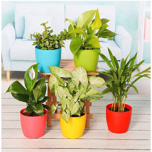 Buy Indoor Air Purifier Plants For Home With Pots