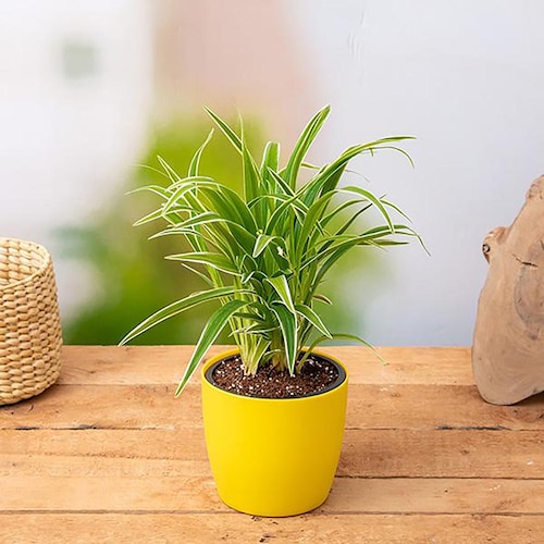Buy Spider Plant In Yellow Pot