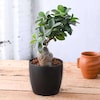 Buy Ficus Bonsai Plant In Black Pot