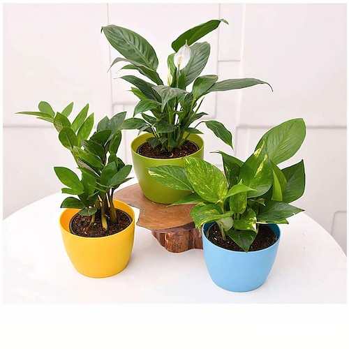 Buy Set Of 3 Natural Plants Combo