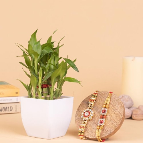 Buy Two Layer Bamboo Plant With Set Of 2 Rakhi