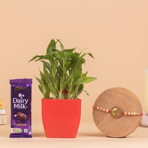 Buy Bamboo Plant Plant With Om Rakhi And Chocolate