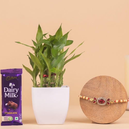 Buy Bamboo Plant With Red Stone Rakhi And Chocolate