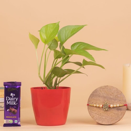 Buy Money Plant With Radha Krishna Rakhi And Chocolate