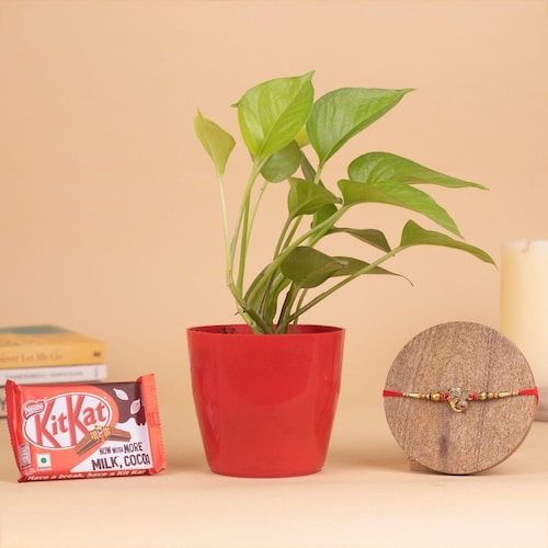 Buy Money Plant With Ganesha Rakhi And Chocolate