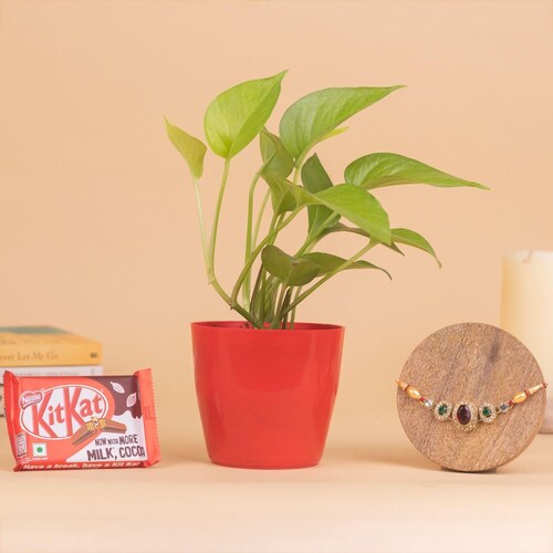 Buy Money Plant With Red Stone Rakhi And Chocolate