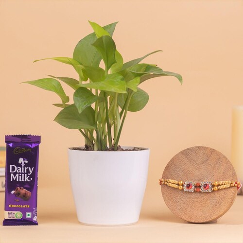 Buy Money Plant In Red Pot With Stone Rakhi And Chocolate