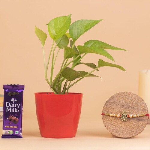 Buy Money Plant With Radha Krishna Rakhi And Chocolate