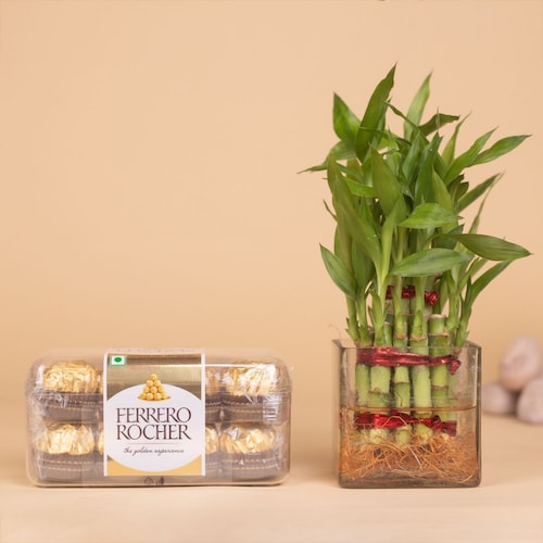 Buy Two Layer Bamboo Plant With Ferrero Rocher Chocolate