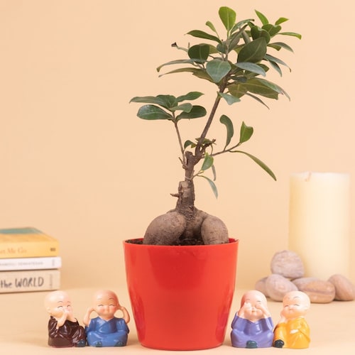 Buy Ficus Bonsai Plant With 4 Baby Monk