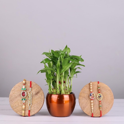 Buy Set Of 4 Designer Rakhi With Bamboo Plants Hamper