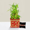Buy Bro Plants With Designer Rakhi
