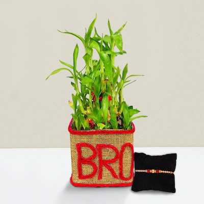 Brother Plant With Pearl Rakhi