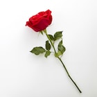 1 Single Rose